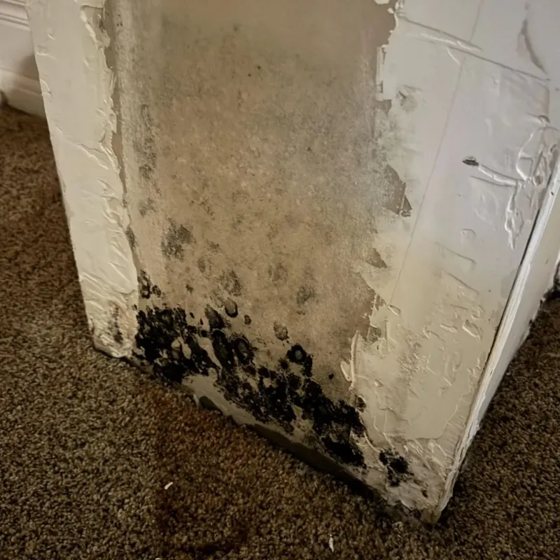 Professional Mold Removal in West Blocton, AL